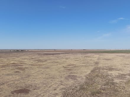 160± Acres · Parmer County · CRP Land with Easy County Road Access
