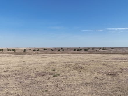 160± Acres · Parmer County · CRP Land with Easy County Road Access