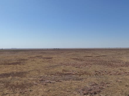 160± Acres · Parmer County · CRP Land with Easy County Road Access