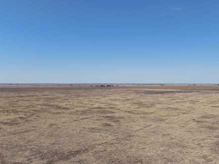160± Acres · Parmer County · CRP Land with Easy County Road Access