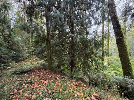 1.110 Acres in Lake Walker