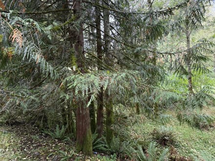 1.110 Acres in Lake Walker