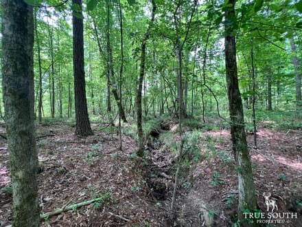 Lexington Oglethorpe County Timberland