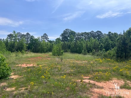 Lexington Oglethorpe County Timberland
