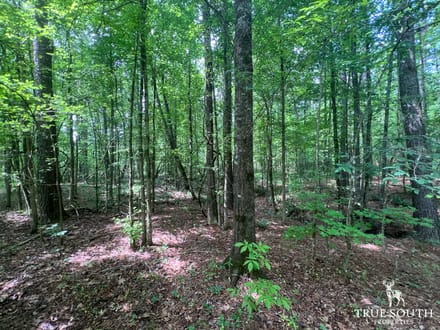 Lexington Oglethorpe County Timberland