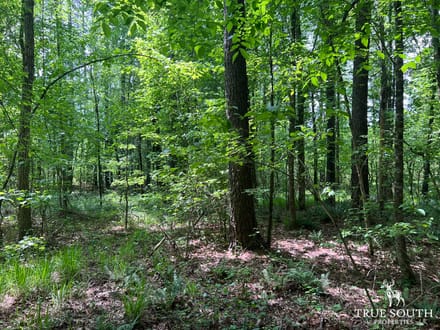Lexington Oglethorpe County Timberland