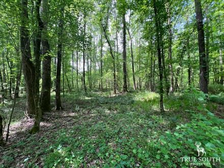 Lexington Oglethorpe County Timberland