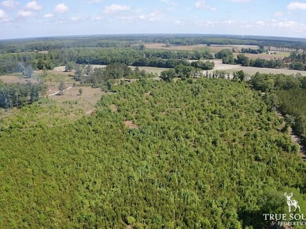 Hampton Co. Country Homesite / Recreational Land