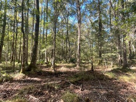 STOKES BLUFF JASPER SC HUNTING / LAND