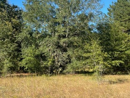 STOKES BLUFF JASPER SC HUNTING / LAND