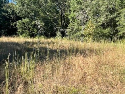 STOKES BLUFF JASPER SC HUNTING / LAND