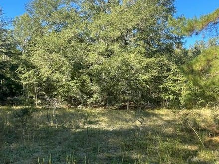 STOKES BLUFF JASPER SC HUNTING / LAND
