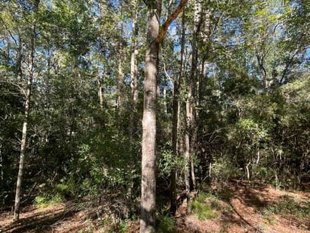 STOKES BLUFF JASPER SC HUNTING / LAND