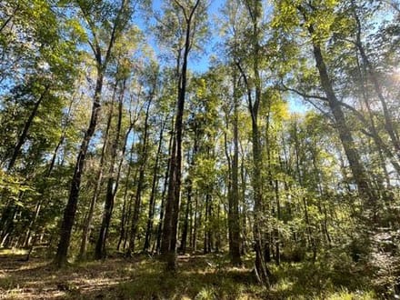 STOKES BLUFF JASPER SC HUNTING / LAND