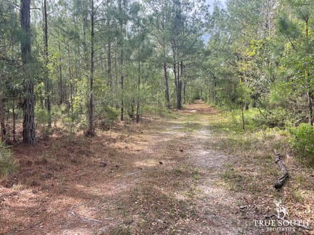 JASPER / LOWCOUNTRY / LAND FOR SALE