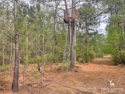 JASPER / LOWCOUNTRY / LAND FOR SALE