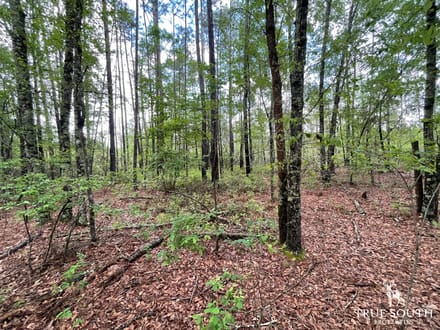 JASPER / LOWCOUNTRY / LAND FOR SALE