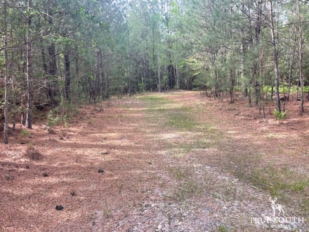 JASPER / LOWCOUNTRY / LAND FOR SALE