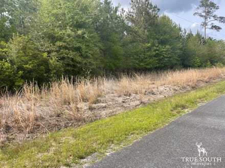 JASPER / LOWCOUNTRY / LAND FOR SALE