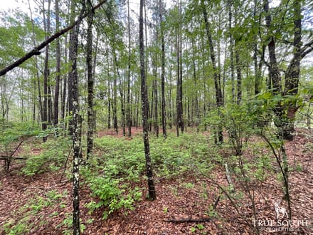 JASPER / LOWCOUNTRY / LAND FOR SALE
