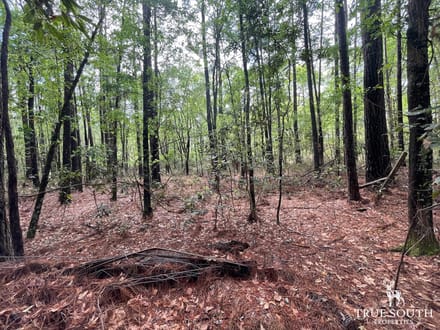 JASPER / LOWCOUNTRY / LAND FOR SALE