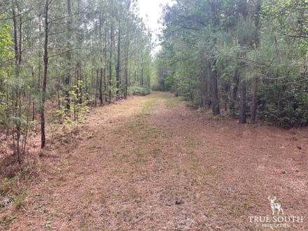 JASPER / LOWCOUNTRY / LAND FOR SALE