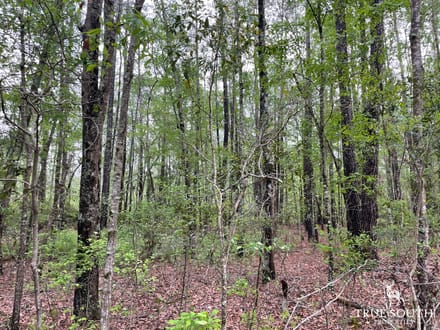 JASPER / LOWCOUNTRY / LAND FOR SALE