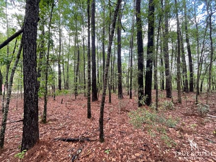 JASPER / LOWCOUNTRY / LAND FOR SALE