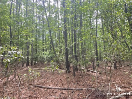 JASPER / LOWCOUNTRY / LAND FOR SALE