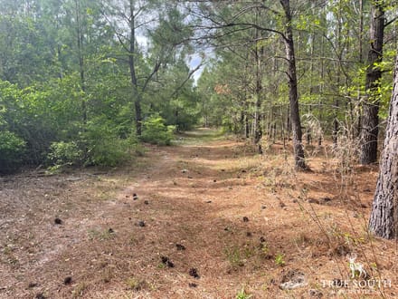JASPER / LOWCOUNTRY / LAND FOR SALE