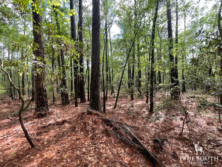 JASPER / LOWCOUNTRY / LAND FOR SALE