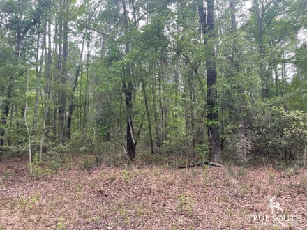 JASPER / LOWCOUNTRY / LAND FOR SALE