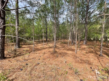 JASPER / LOWCOUNTRY / LAND FOR SALE