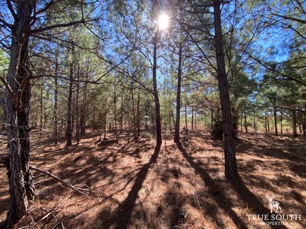 HAMPTON COUNTY LAND FOR SALE