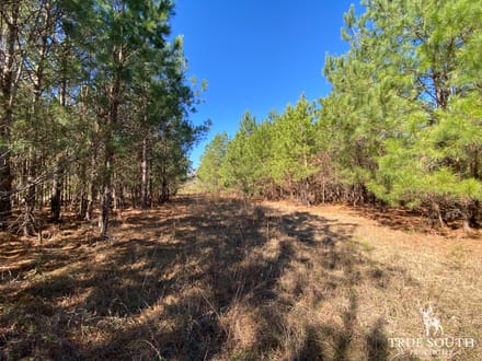 HAMPTON COUNTY LAND FOR SALE
