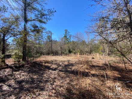 HAMPTON COUNTY LAND FOR SALE