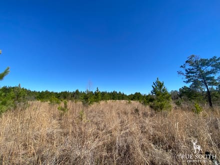 HAMPTON COUNTY LAND FOR SALE