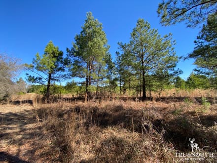 HAMPTON COUNTY LAND FOR SALE