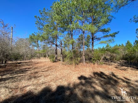 HAMPTON COUNTY LAND FOR SALE