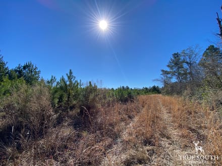 HAMPTON COUNTY LAND FOR SALE