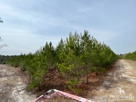 Screven County/Sylvania GA Homesite