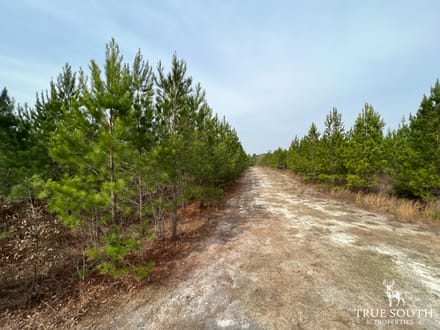 Screven County/Sylvania GA Homesite