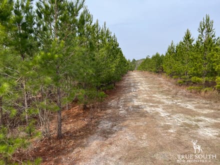 Screven County/Sylvania GA Homesite
