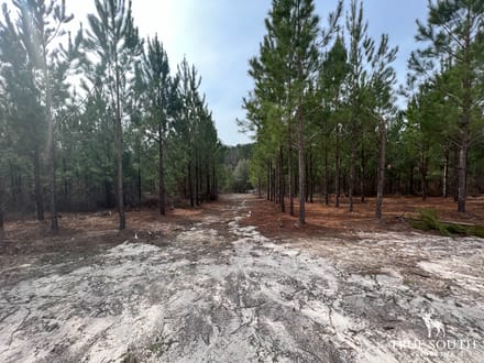 Screven County/Sylvania GA Homesite