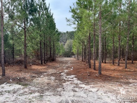 Screven County/Sylvania GA Homesite