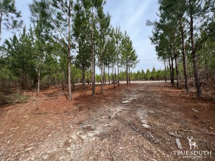 Screven County/Sylvania GA Homesite
