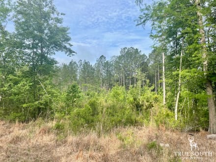 LOWCOUNTRY / LAND FOR SALE / JASPER COUNTY