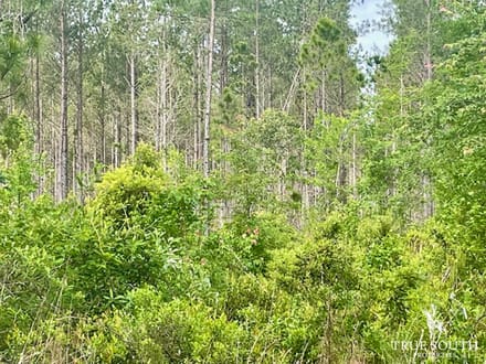 LOWCOUNTRY / LAND FOR SALE / JASPER COUNTY