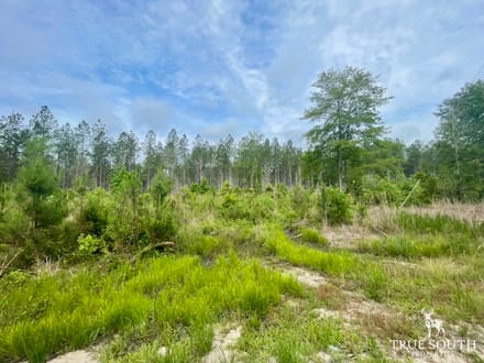 LOWCOUNTRY / LAND FOR SALE / JASPER COUNTY