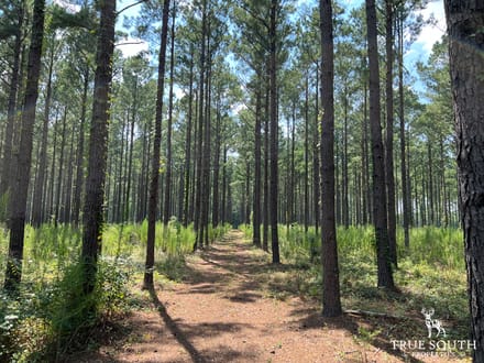 Furman Southern Hampton Co. Timber & Hunting Land